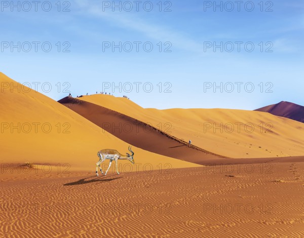Impala black-headed antelope. Majestic orange dunes, dry lake Sussussflay. Grand trip to Namibia,