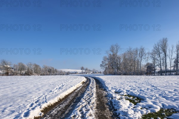 Snow-covered path through a quiet winter landscape under a clear sky, Sempach, Lucerne,