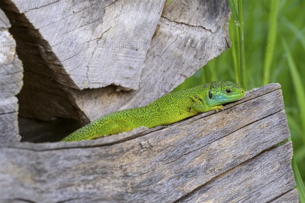 Western green lizard (Lacerta bilineata) resting between wooden pieces, surrounded by natural