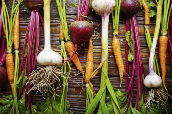 Vegetarian background of fresh organic beetroots green garlic and carrots on kitchen wooden rustic