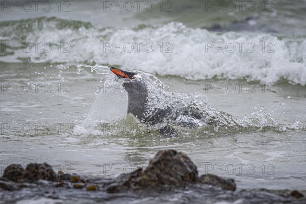 A gentoo penguin (Pygoscelis papua) landing on a beach, Pebble Island, Falkland Islands, Great