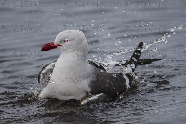 Blood-billed Gull (Leucophaeus scoresbii, also Larus scoresbii), bathing in a freshwater pond,