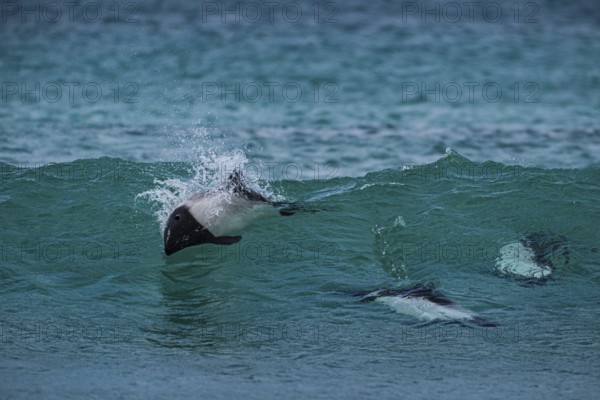 Commerson's dolphins (Cephalorhynchus commersonii), also known as Jacobita or Tonina, surfing in a