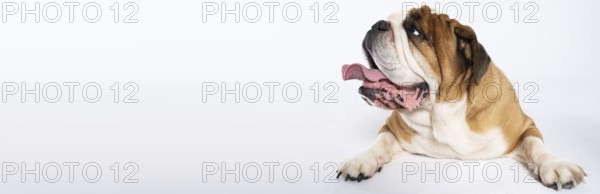An English Bulldog is lying with its mouth open on a white background. The English Bulldog is a