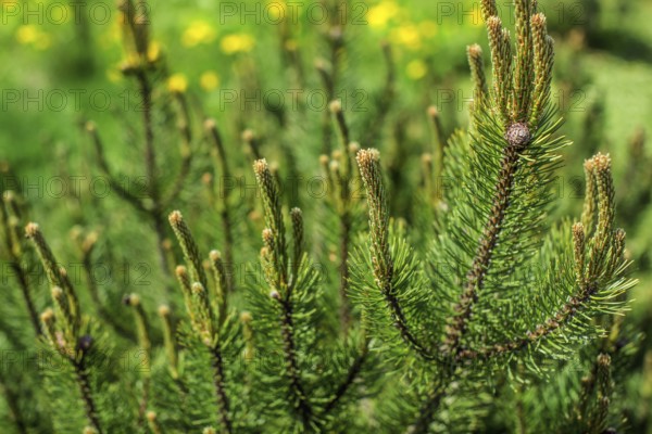 Shallow depth of field photo, young fir with blurred dandelions in back on a sunny day. Abstract
