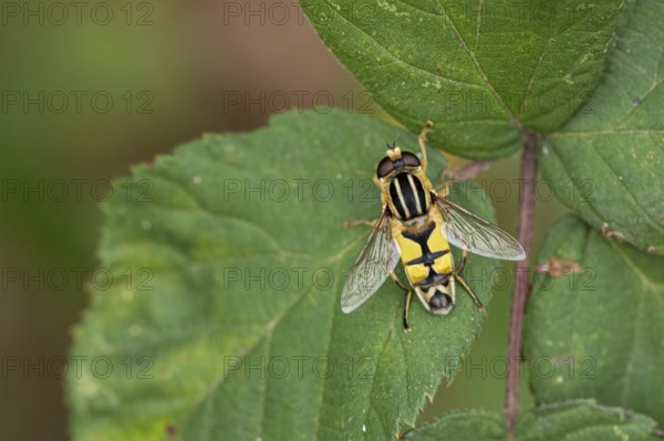 Large marsh hoverfly (Helophilus trivittatus)
