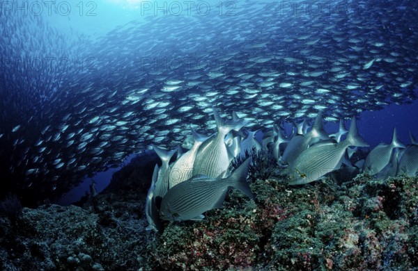 Rabbitfish and shoal of mackerel, Siganus sp., Macarela estornino, Scomber japonicus, Mexico, Lake
