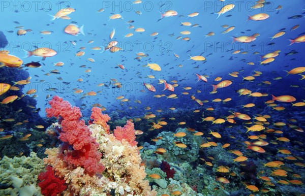 Hawkbill and coral reef, Pseudanthias squamipinnis, Egypt, Africa, Sinai, Sharm el Sheik, Red Sea,