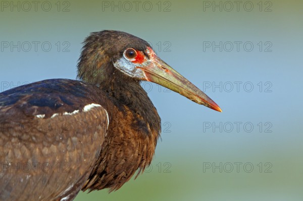 Abdim's stork, rain stork, Abdim, (Ciconia abdimii), African stork species, family of storks,