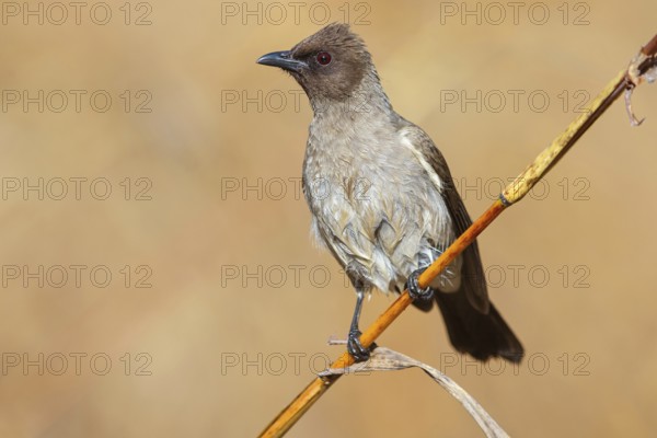 Common bulbul (Pycnonotus barbatus), Garden Bulbul, Bulbul des jardins, Bulbul naranjero, Tendaba