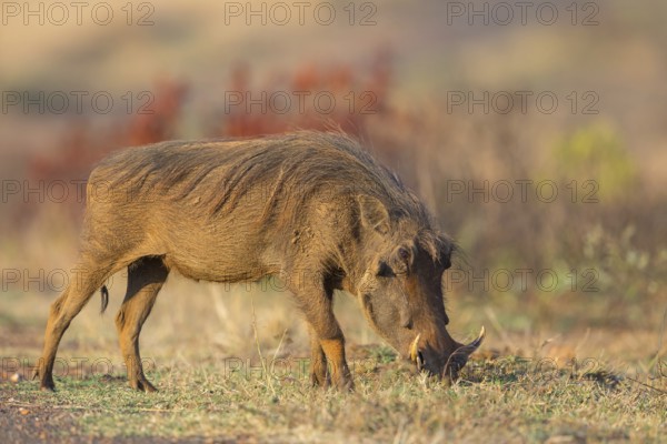 Warthog, (Phacochoerus africanus), animals, mammals, biotope, habitat, Africa, Addo Elephant