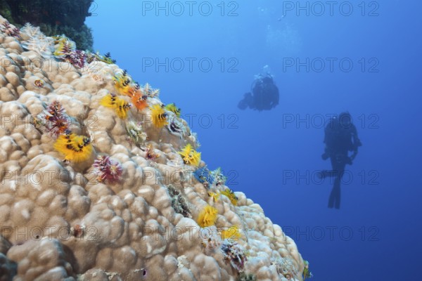 Colourful spiral tubeworms, Spirobranchus giganteus, Osprey Reef, Coral Sea, Australia, Oceania