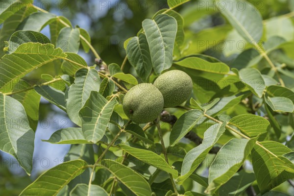 Walnut (Juglans regia 'Ockerwitzer Lange'), Cambridge Botanical Garden, Germany, Europe