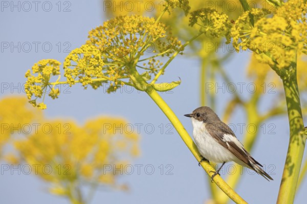 Pied Flycatcher, (Ficedula hypoleuca), perch, biotope, habitat, island of Lesvos, songbird,