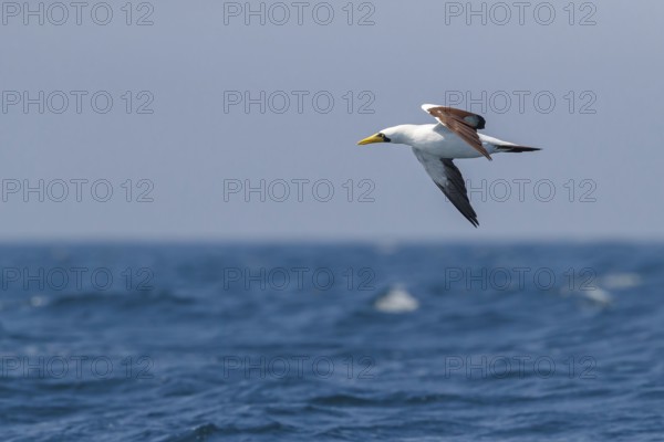 Masked booby, (Sula dactylatra), flies over the sea, flight photo, animals, birds, family of