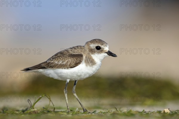 Animals, Birds, Little Ringed Plover, Mongolian Plover, (Charadrius mongolus), Barr Al Hikman,
