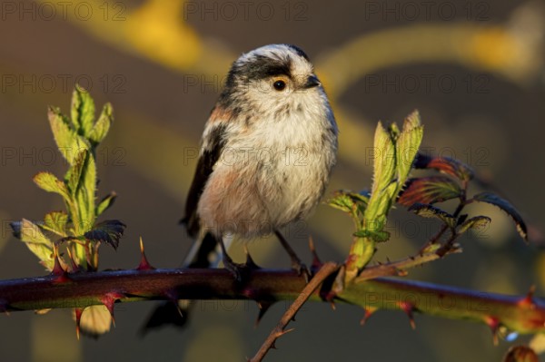 Long-tailed Tit, (Aegithalos caudatus), songbird, animals, birds, family of tits, Nahe valley,