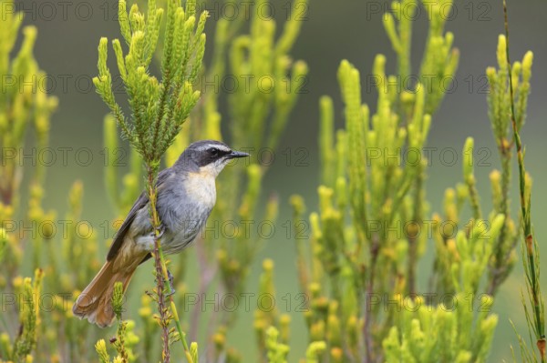 Cossypha caffra, family of flycatchers, Underberg surroundings, Underberg, KwaZulu-Natal, South