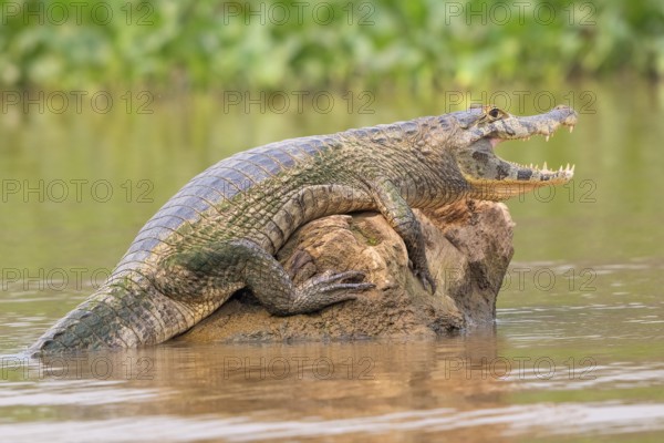 Spectacled caiman (Caiman crocodilus yacara), Crocodile (Alligatoridae), crocodile (Crocodylia),