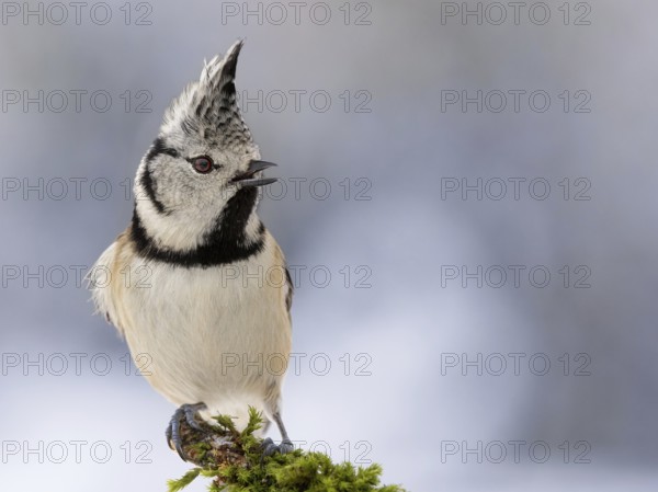 Crested tit on branch in front of blurred snow-covered background, bird looking to the left, mixed