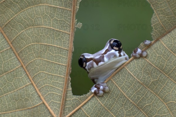 Milk frog peeping from a hole in a dried leaves