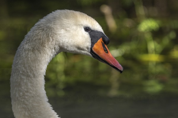 Mute Swan (Cygnus olor) portrait in the sunlight. Bas-Rhin, Collectivite europeenne d'Alsace, Grand