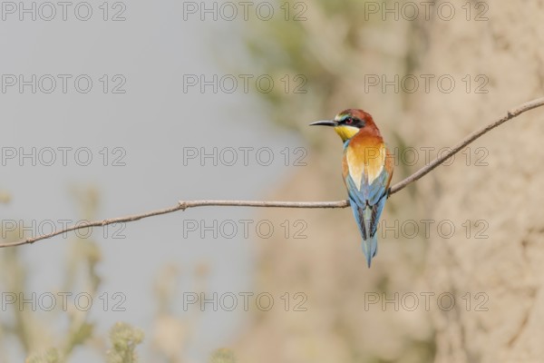 European bee-eater (Merops apiaster) on a branch. Kaiserstuhl, Emmendingen, Fribourg-en-Brisgau,