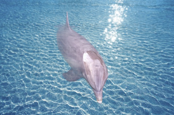 Dolphin in blue turquoise water photomount outdoor