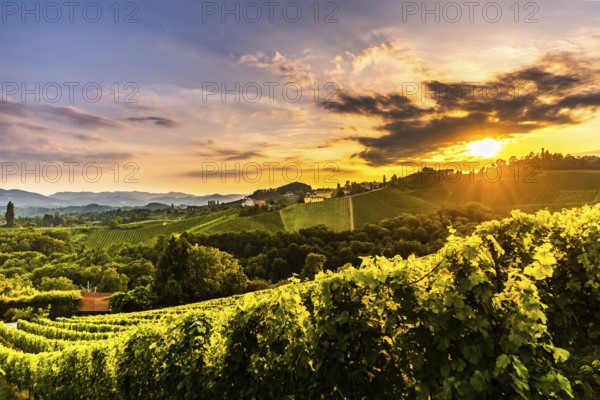 Vineyards in Slovenia close to the border with Austria south styria. tourist destination