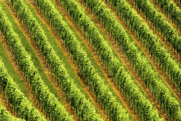 Beautiful rows of grapes before harvesting. Austria Slovenia area Sulztal, Gamliz, Spicnik.