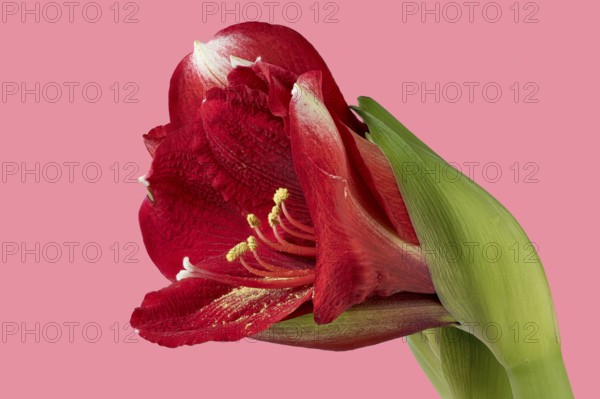 Knight's star hybrid on a pink background, incorrectly labelled as Amaryllis Red Hippeastrum hybrid