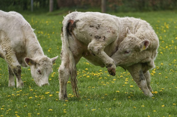 Calf raises its leg on a green pasture with dandelions, another calf nearby, weseke, münsterland,