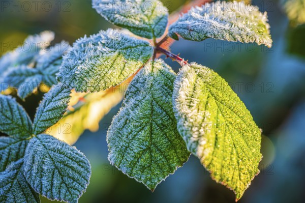 Frost streak on leaves of blackberry (Rubus fruticosus), illuminated by the low sun, which