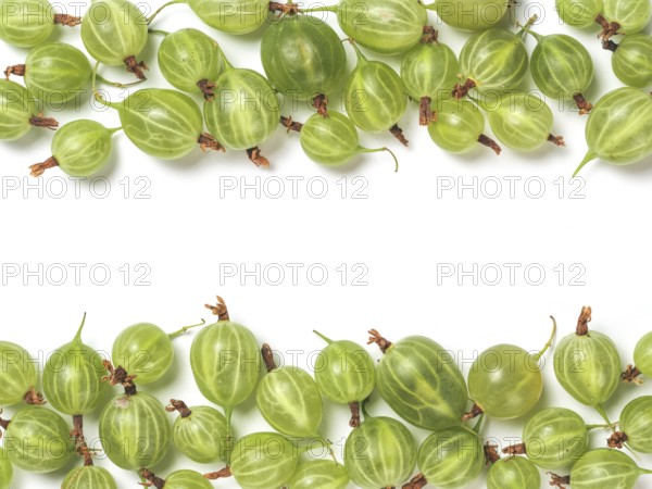 Ripe green gooseberry pattern. Creative layout made of organic gooseberries. Isolated on white with