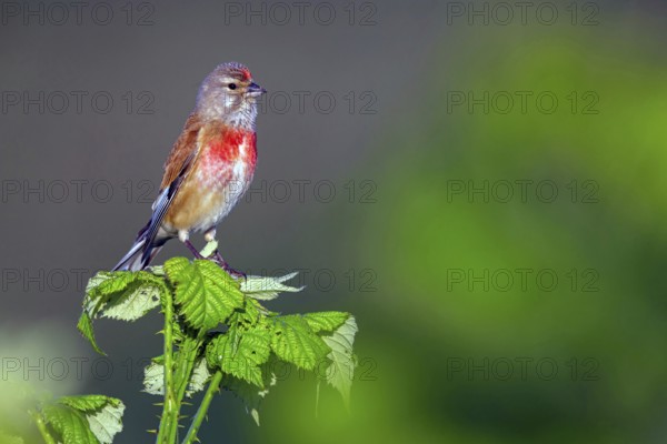 Linnet, Common Linnet, Eurasian Linnet, (Carduelis cannabin), (Acanthis cannabina), Linotte