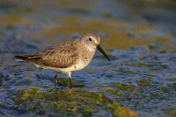 Animal, Animals, Bird, Birds, dunlin (Calidris alpina), Snipe bird, Raysut, Heligoland,