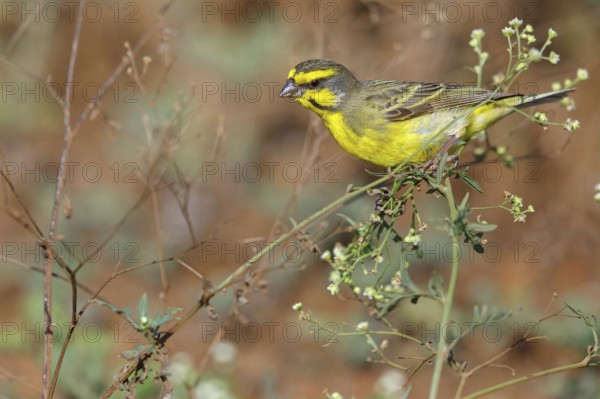 Mozambique Canary, Crithagra mozambica, Serinus mozambicus, Yellow-fronted Canary, Serin du