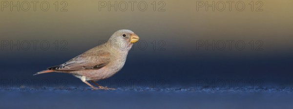 Trumpeter finch (Bucanetes githagineus), Fuerteventura, Canary Islands / Canary Islands, Spain,