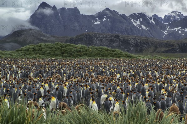 Antarctica, South Georgia, Salisbury Pain, a colony of king penguins (Aptenodytes patagonicus),