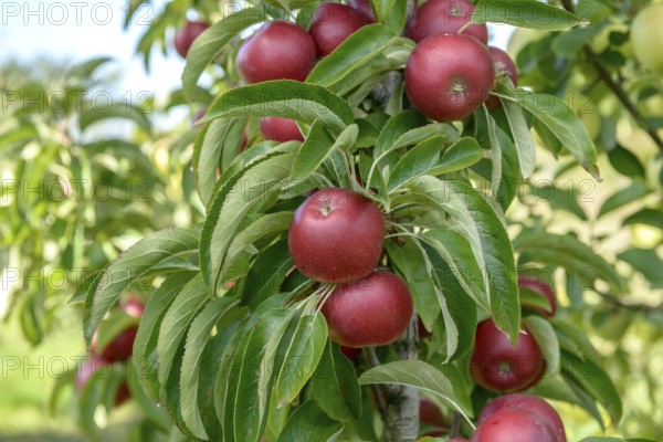 Columnar apple (Malus domestica 'Sunlight'), State Research Centre for Agriculture and Fisheries,