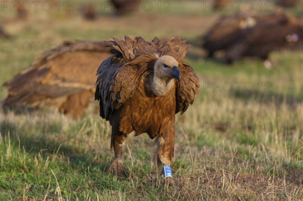 Griffon Vulture, Eurasian Griffon Vulture, Griffon Vulture, Eurasian Griffon, (Gyps fulvu), Vautour