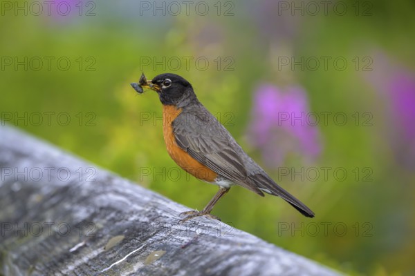 A migratory thrush (Turdus migratorius) sits on a branch and holds an insect in its beak, green