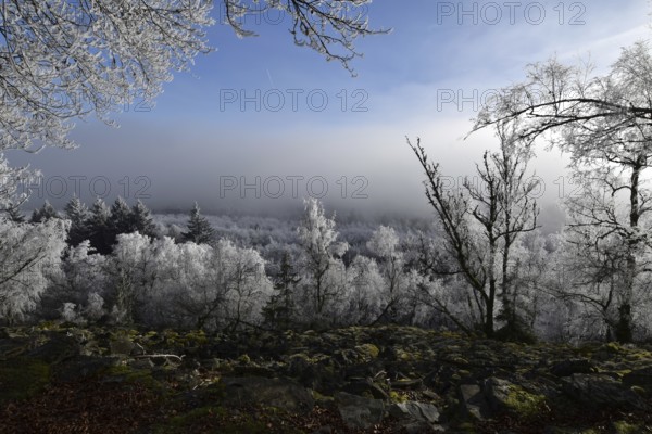 View from the summit ridge of the Mörschieder Burr in the Hunsrück-Hochwald National Park with