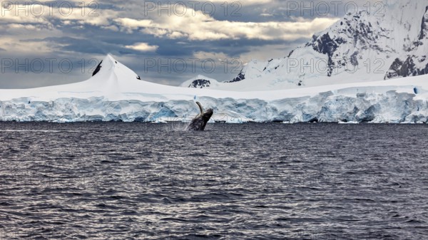 A whale jumps out of the water in front of an impressive, snow-covered ice landscape, humpback