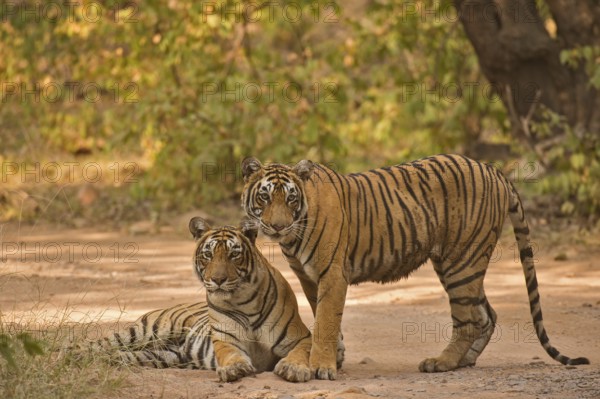 Two Wild Bengal or Indian tigers, mother and sub adult cub, on a jungle track, in the dry forests