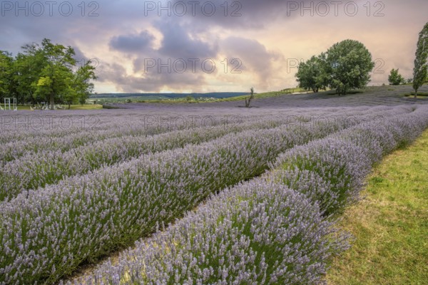 Beautiful summer evening in a lavender field. Large blue lavender bushes blooming in a cultivation