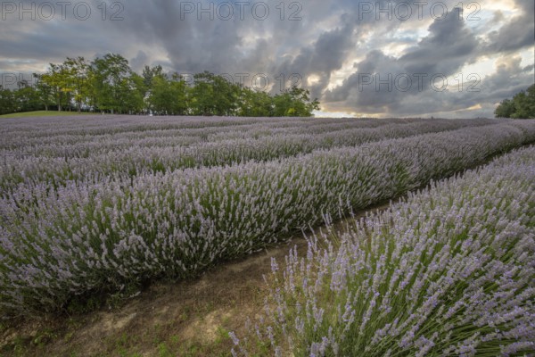 Beautiful summer evening in a lavender field. Large blue lavender bushes blooming in a cultivation