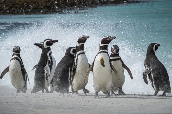 Magellanic penguins (Sphreniscus magellanicus), group on a beach, Bleaker Island, Falkland Islands,