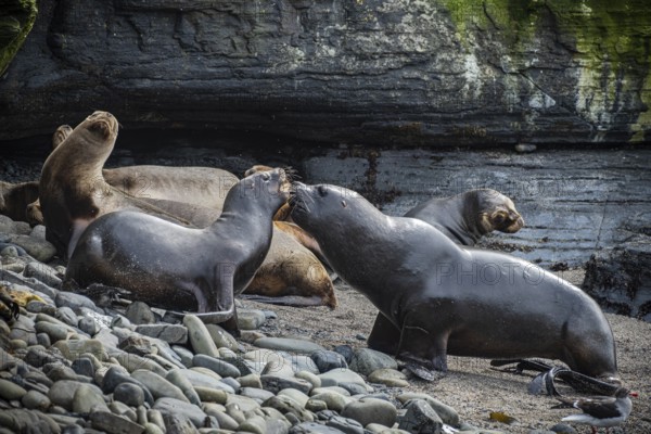 Maned seals (Otaria flavescens) on a beach, Bleaker Island, Falkland Islands, Great Britain, South