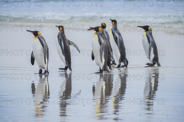 King penguins (Aptenodytes patagonicus), on the beach, Volunteer Point, Falkland Islands, Great